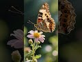 Butterfly Facts
