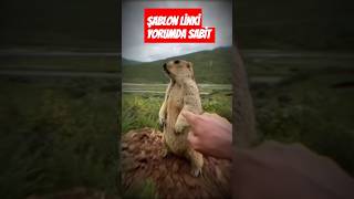 Agresif Dostumuz 2 Sizlerle Siz Nerdesiniz Dostlar Tabiki Yorumda Keşfet Beğen Sende Eğlen