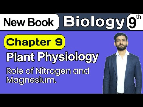 Role of Nitrogen and Magnesium