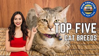 Discovering the Top 5 Beloved Cat Breeds [4K]