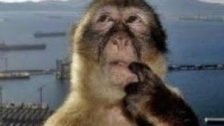 Elyeesa - Anayin Ami