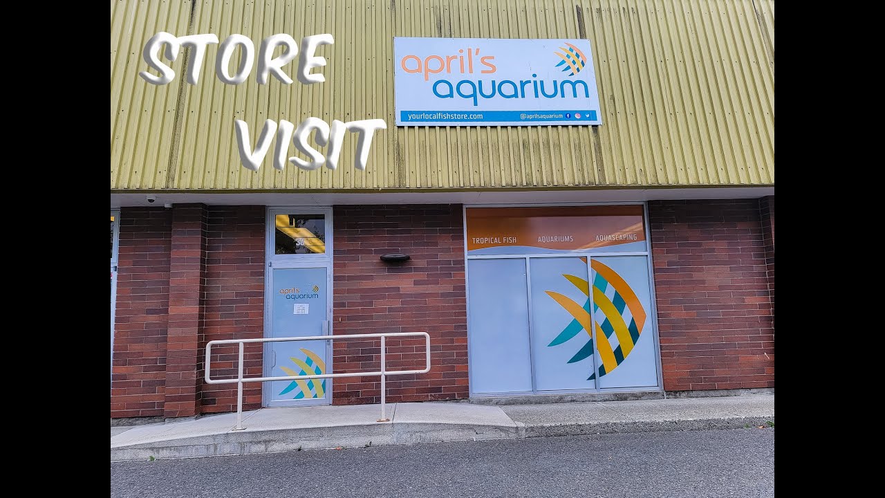 Aprils Aquarium South Vancouver Store Visit YouTube