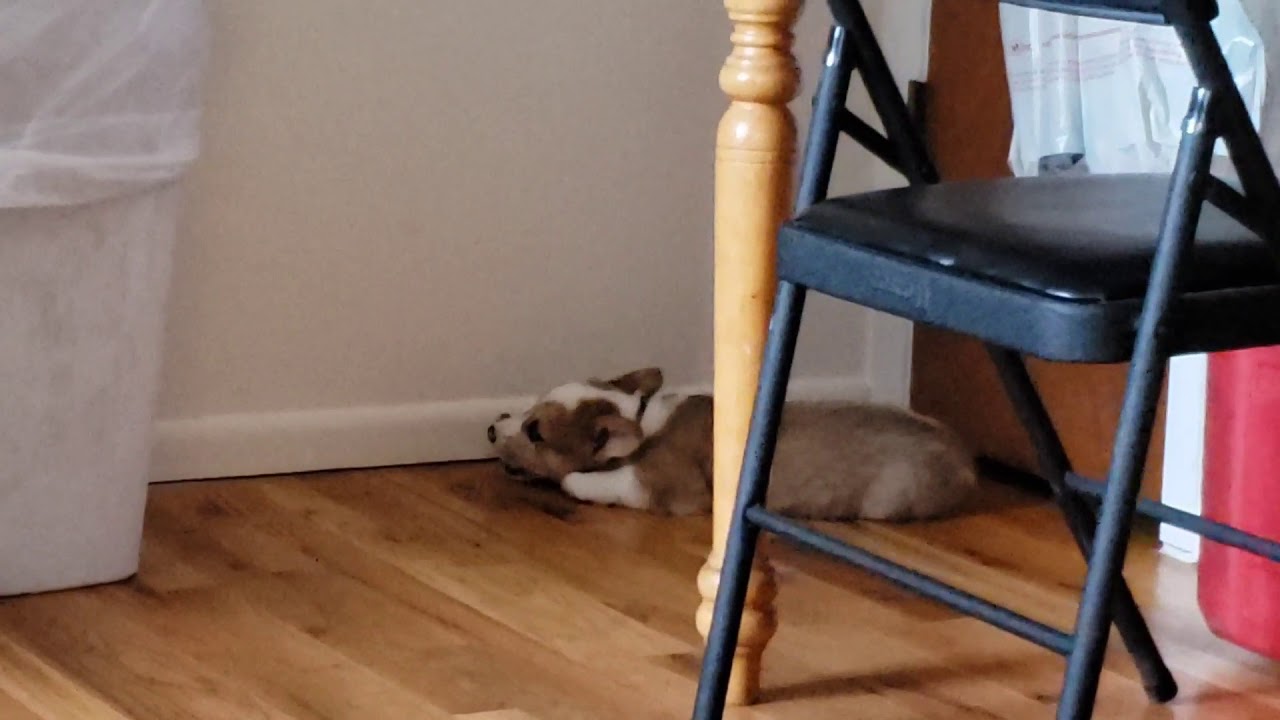 Corgi puppy vs door stop