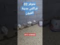 متوفر مدينة العيون دجاج خليط السلالات العيون طرفاية أخفنير الداخلة بوجدور الصحراء المغربية