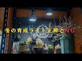 【塊根アガベ】育成ライトで失敗しない方法