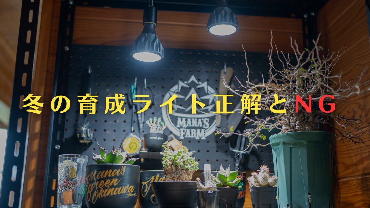 【塊根アガベ】育成ライトで失敗しない方法
