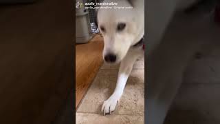 Marshmallows Sneezes Are So Cute