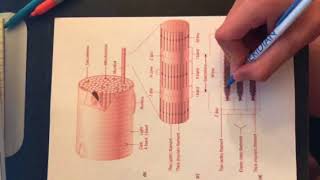Module 4 lesson 1 assignment 1: muscle contraction Net Worth