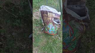 Planting Watermelon Seedlings #garden #gardening #growyourownfood#FoxFarm#HappyFrog