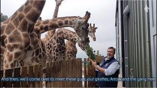 Win your own #GiraffeAboutTown