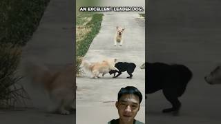 God Dog  dog animals shorts