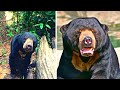 Crying Bear Begs Man For Help - He Turns Pale When Realizing Why