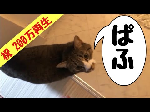 ぱふと鳴く猫！Twitterで200万再生された愛されるねこがかわいい！祝「スッキリ」出演