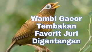 Wambi Gacor Full Isian Favorit Juri Digantang