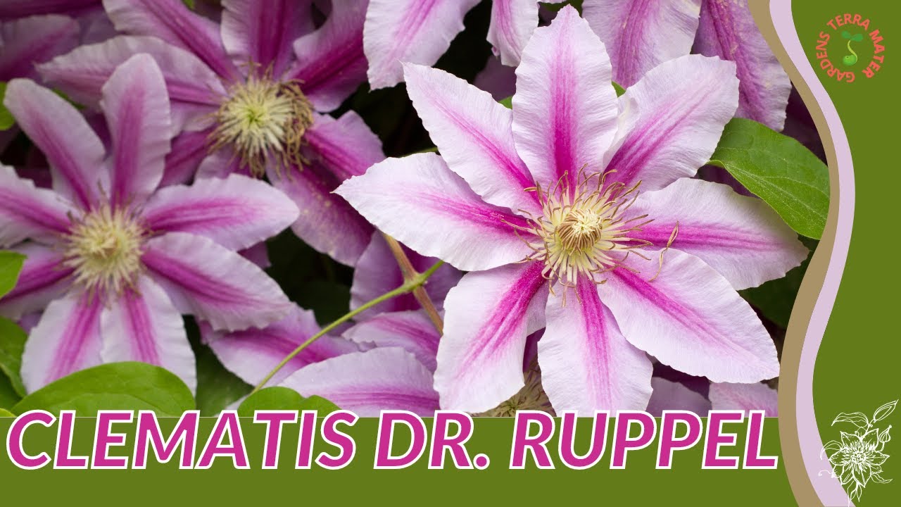 CLEMATIS DR. RUPPEL Information & Growing Tips! - YouTube