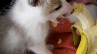 Yuna The Fox Eating Banana