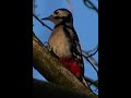 Woodpecker Challenge: Can you beat me?