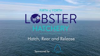 Learn about the work of the Firth of Forth Lobster Hatchery-full feature