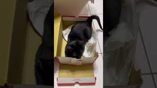 Happy Cat Kuro  #cat #cute #cute cat #shorts