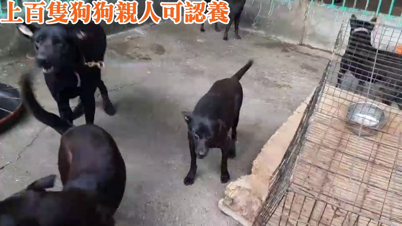 社團法人台灣流浪動物救援協會 社團法人台灣流浪動物救援協會