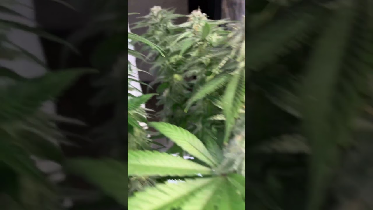 Mimosa evo x orangepunch by barneysfarm flower day 38