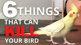Top 6 Household Items That Can Kill Your Bird