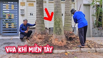 Cô Chủ Nhà vô cùng lo sợ cho Vua Khỉ khi cưa hạ 3 Cây Cau Vua ở Sài Gòn.