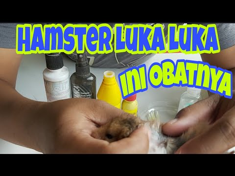 Video: Cara Merawat Hamster yang Terluka