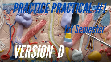 A&P PRACTICE PRACTICAL: 1st Semester Practice Practical #1 Version D