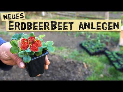 Video: Pflanzt du jedes Jahr Erdbeeren neu?