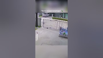 genius turtle open house gate grill by itself to escape