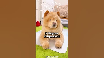 Top 5 Reasons Why You Should Get A Chow Chow!