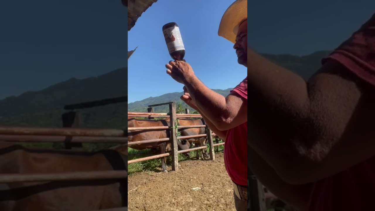 Uso del Selenio y  Vitaminas ADE en vacas gestantes 