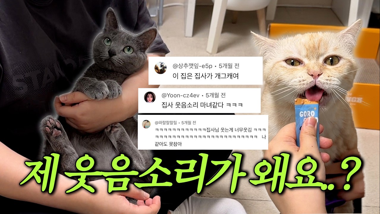 웃음소리 때문에 인스타 화제 된🔥집사와 말 안듣는 고양이 두 마리가 함께 사는 이상한 집구석 VLOG
