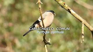 Camachuelo común. Encuentros en la naturaleza. Valle de Leizarán