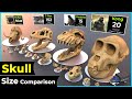 Skull size comparison  size comparison  biggest skull 