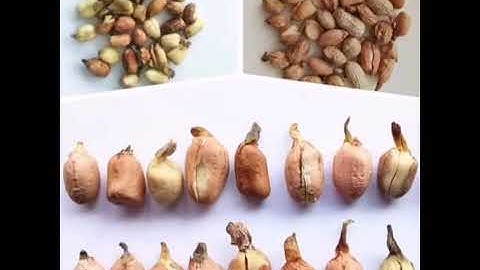 V series hot color sorter machine-peanut sorting