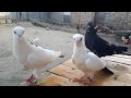 #PIGEONS #BAKU.    Бакинские голуби Алиева Ровшана в Нафталане! 18.06.20г