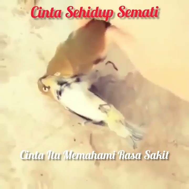 Cinta sehidup semati 😭 ditunjukkan oleh sepasang burung pleci