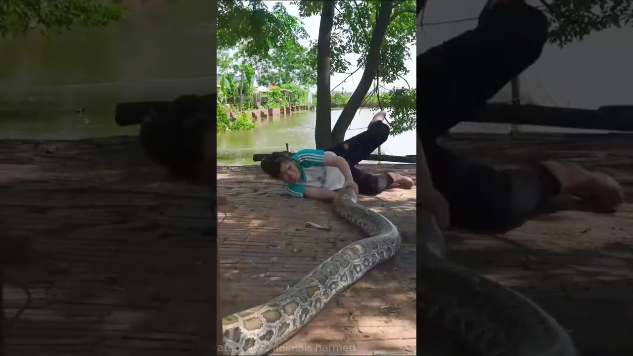 #1-72 Hours on high alert: Giant python creeps up behind… Huge capture trap