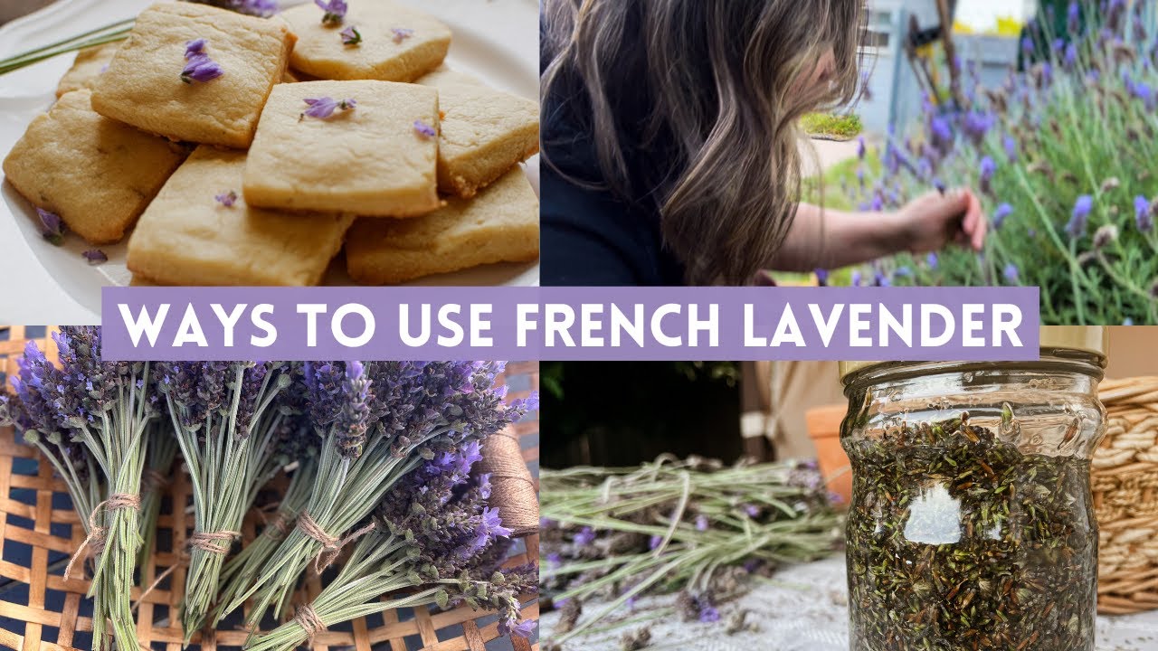 Lavender Harvest How I Use French Lavender Slow Living YouTube