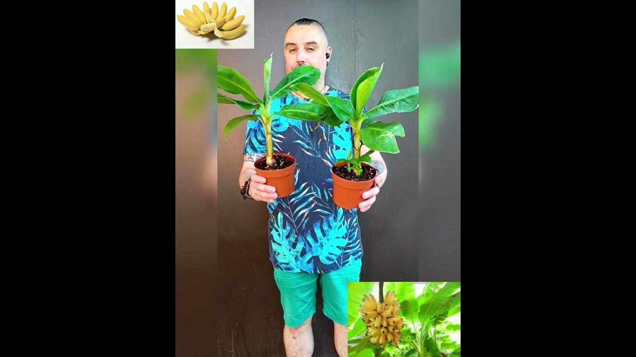 Карликовый плодоносящий Банан 🍌 цена 200 гривен! Бронь в вайбер ...