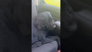 Black lab is really feeling the life on the road ? summer dog roadtrip