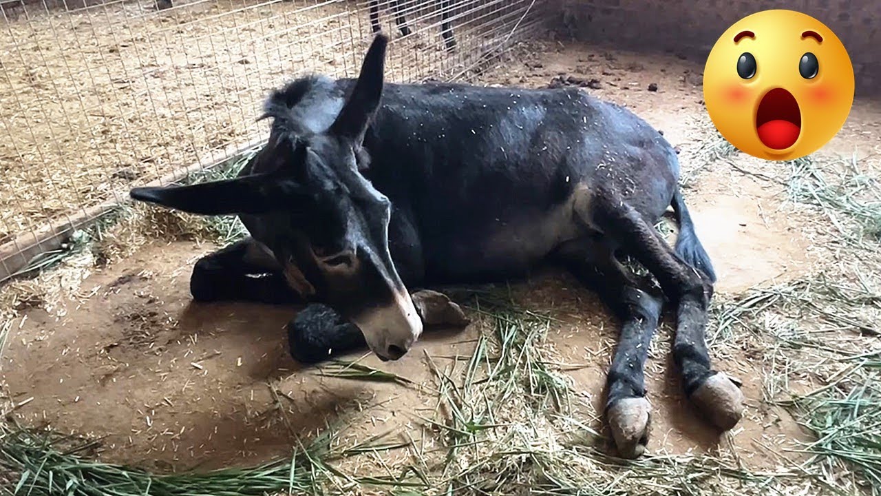 可憐的黑驢被蹄子折磨，無法起身！躺在地上真難受！老師傅用刀切除它的痛苦，解脫了！