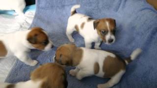 Purebred Jack Russell puppies 3 weeks