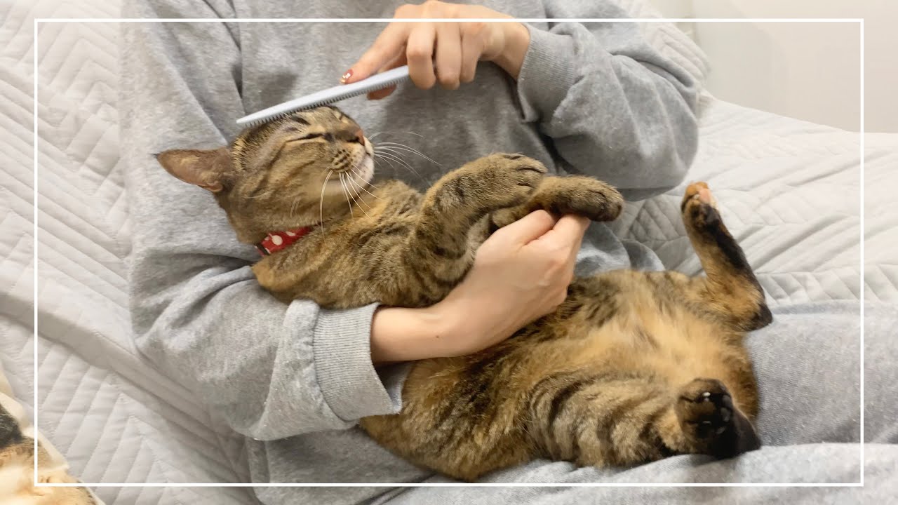 キジトラ猫がマッサージでねこじゃすりにじゃれながらもうっとりでした【4K猫動画】