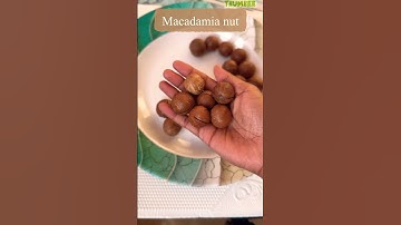 Most expensive nut /Macadamia/Queen of nuts #world #expensive #thumbee #love #shorts