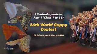 Beautiful Guppies | World Guppy Contest 2026 | All Winning Entries Part 1
