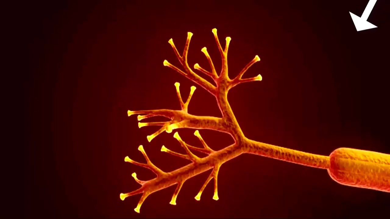 Anatomy of a Neuron    Animated science video Physics Science Taleem Ghar Tele School