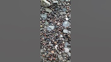 Sea Floor Full Of Snail Shells.